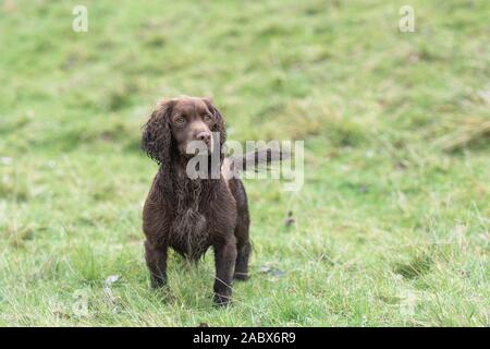 chocolate cocker spaniel Stock Photo