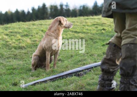 golden Labrador on peg at a shoot Stock Photo