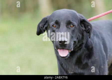 black labrador on a lead, Stock Photo