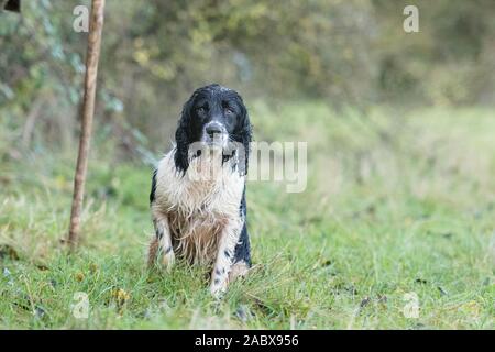 wet spaniel sitting at a peg on a shoot Stock Photo
