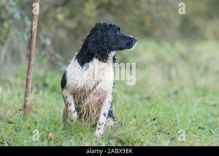 wet spaniel on a peg on a pheasant shoot Stock Photo