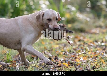 golden labrador retrieving a French partridge Stock Photo