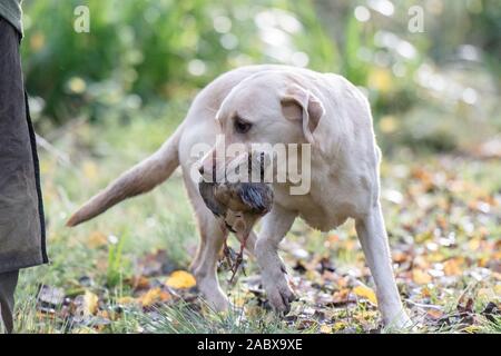 golden labrador retrieving a French partridge Stock Photo