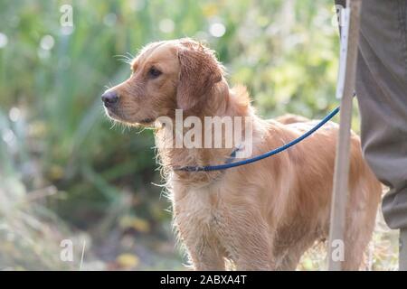 golden retriever on pheasant shoot Stock Photo