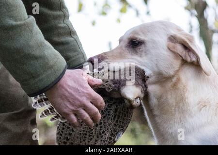 Golden Labrador delivering pheasant to handler Stock Photo