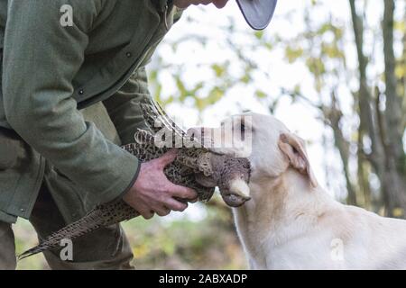 Golden Labrador delivering pheasant to handler Stock Photo