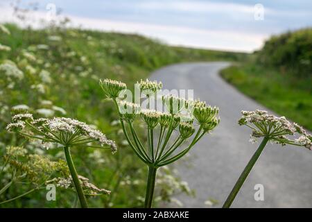 Heracleum sphondylium, commonly known as hogweed, common hogweed or cow parsnip Stock Photo