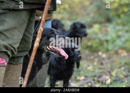 black labrador beating Stock Photo