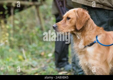 golden retriever on pheasant shoot Stock Photo