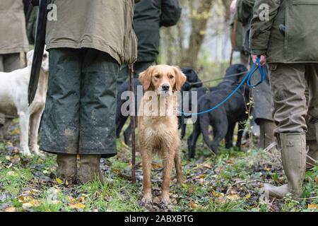 golden retriever on pheasant shoot Stock Photo