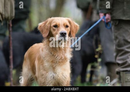 golden retriever on pheasant shoot Stock Photo