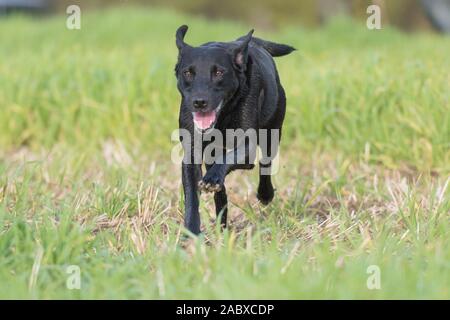 black labrador running Stock Photo