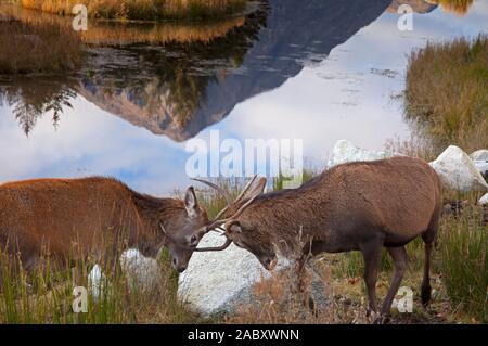 Lochaber, Scotland, UK. 29th Nov, 2019.beside the recently refurbished Kings House Hotel  two young red deer stags practice sparring for the rut with a reflected Buachaille Etive More in the pond. Stock Photo