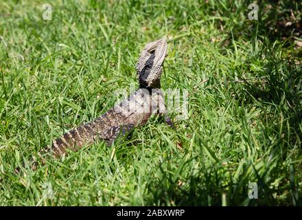 The Australian Water Dragon subspecies Eastern Water Dragon, Intellagama lesueurii lesueurii , a native lizard of  Manly, Sydney Australia Stock Photo