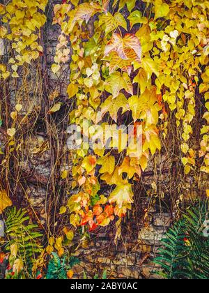 Autumn Ivy. The sun shining on wet autumn ivy growing up a brick wall portrait Stock Photo