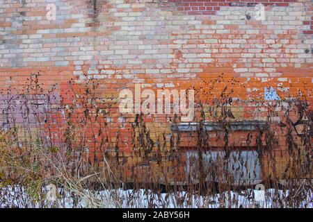 Colourful brick wall with tall and thin plants standing in front of it. Stock Photo