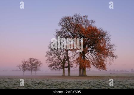 The last remaining autumn leaves on a tree on a frosty late-autumn morning Stock Photo
