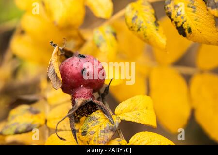 Rosa rugosa orange rosehips and yellow leaves in late autumn Stock Photo