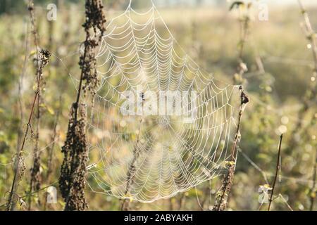 Spider web on a meadow illuminated by the rising sun. Stock Photo