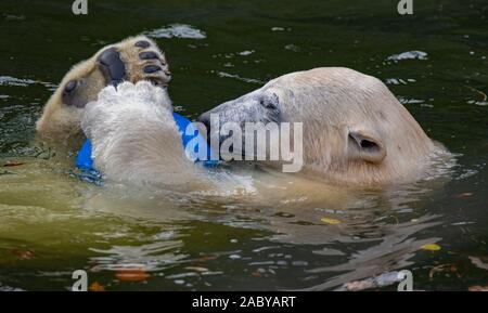 Berlin, Germany. 29th Nov, 2019. Polar bear Hertha plays with a ball in the water of her enclosure in the Tierpark Berlin. Credit: Paul Zinken/dpa/Alamy Live News Stock Photo