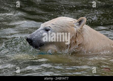 Berlin, Germany. 29th Nov, 2019. Polar bear Hertha swims in her enclosure in the Tierpark Berlin. Credit: Paul Zinken/dpa/Alamy Live News Stock Photo