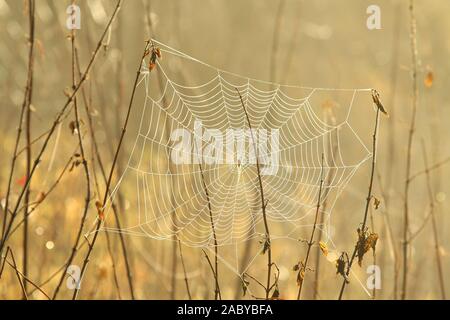 Spider web on a meadow illuminated by the rising sun. Stock Photo