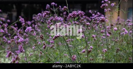 Purple verbena or purpletop vervain blossoms, wild flowers field in spring, background texture Stock Photo
