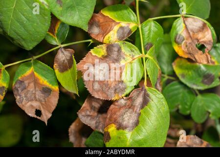 sick rose bushes and leaves. Protection against diseases in garden Stock Photo