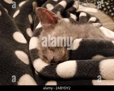 female gray domestic kitten less than 14 weeks old comfortably sleeping in a blanket Stock Photo