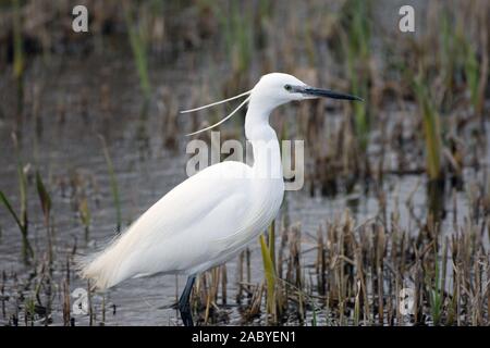 Little Egret wading in marsh Stock Photo