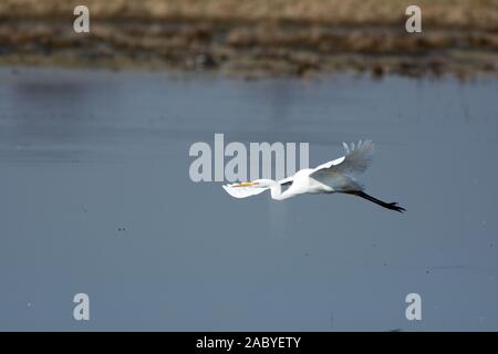 Great White Egret in flight Stock Photo