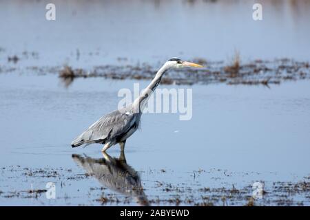Grey heron stalking Stock Photo