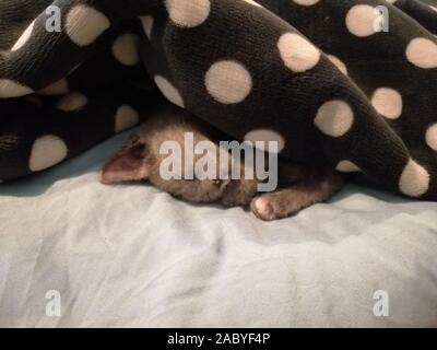 female domestic kitten less than 14 weeks old sleeping in/under a blanket Stock Photo