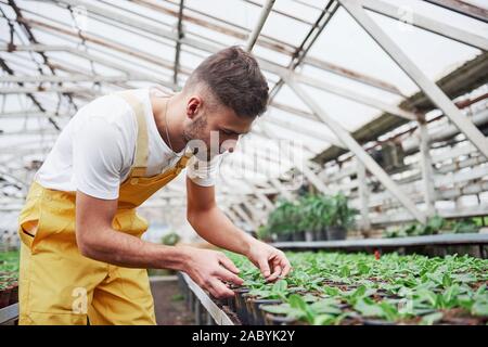 Concentrating at work. Attractive male bearded farmer taking care of the flowers in the greenhouse Stock Photo
