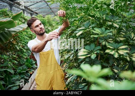 Taking care. Attractive stylish bearded man works in hothouse Stock Photo