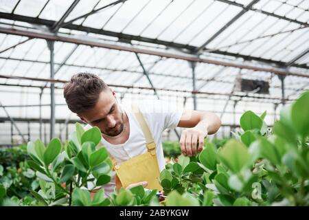 Young guy having job in hothouse cutting of unnecessary leaves from the plants Stock Photo