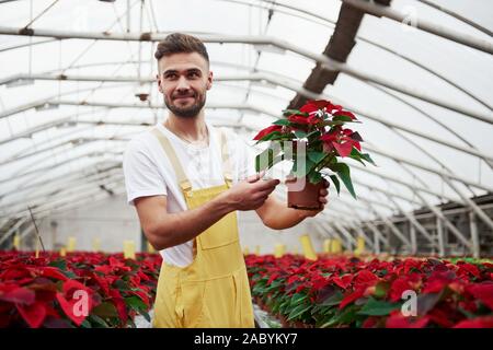 Showing vase with plant. Portrait of beautiful young guy in the hothouse taking care of flowers Stock Photo