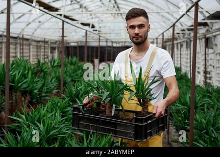 Many of palmas at background. Attractive young bearded guy holds the box with three dracenas in vases Stock Photo