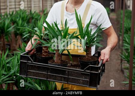 Man in the garden wear holds the box with three dracenas in vases Stock Photo