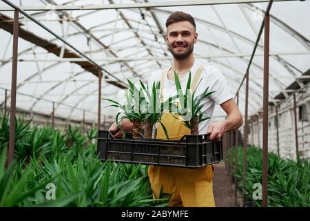 Attractive young bearded guy holds the box with three dracenas in vases Stock Photo