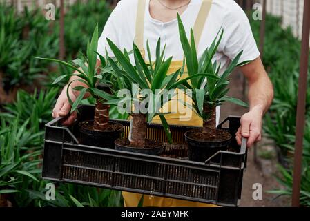 Nice camera focus. Man in the garden wear holds the box with three dracenas in vases Stock Photo