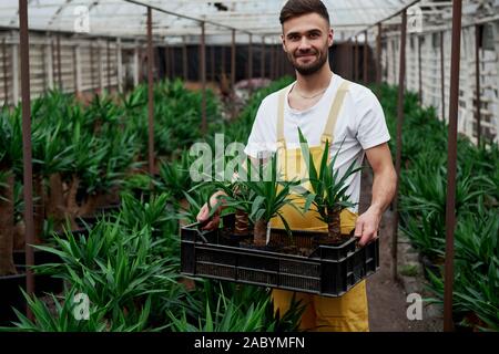 Standing and smiling. Attractive young bearded guy holds the box with three dracenas in vases Stock Photo