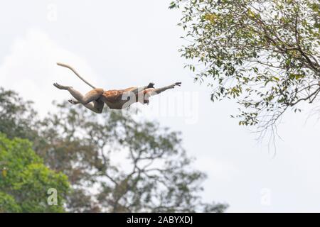 Male Proboscis monkey leaping across a river in Tanjung Puting National Park, Kalimantan, Borneo Stock Photo