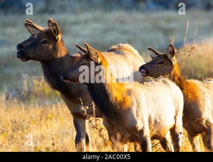 Herd of elk including a big bull and his many cows foraging for food early on a foggy misty Colorado autumn morning Stock Photo