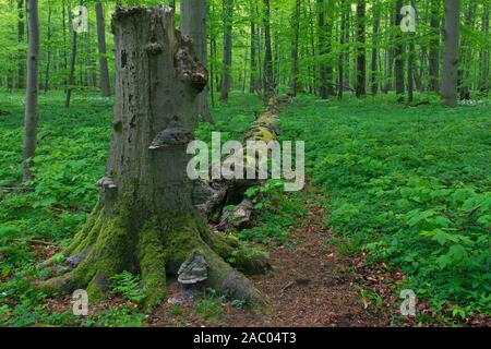 Dead beech tree trunk infected with false tinder fungus / hoof fungus / tinder conk, Hainich National Park, Thuringia / Thüringen, Germany Stock Photo