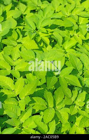 Leaves of the giersch, aegopodium podagraria Stock Photo