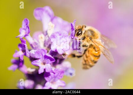 Bee sitting on a purple flower Stock Photo