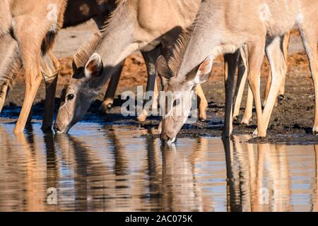 Group of female Greater Kudu, Tragelaphus strepsiceros, drinking in the Boteti River, Makgadikgadi Pans National Park, Kalahari, Botswana Stock Photo