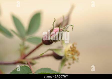 Spring flowers background. Pink Bud of rose hips on blurred background. Soft selective focus. Colorful spring photo background Stock Photo