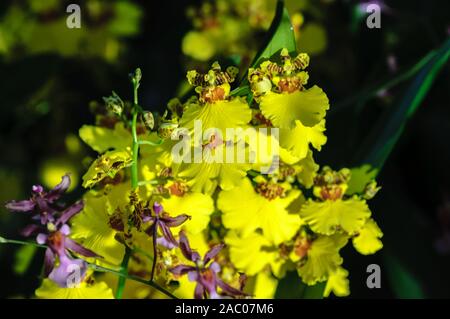 Flowers of Orchids Oncidium goldiana commonly known as Dancing ladies Orchid or Golden shower. Black background Stock Photo